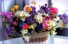 Nu ştii ce flori să alegi pentru o aniversare sau o altă ocazie specială? Iată ce preferințe au femeile în funcție de zodie