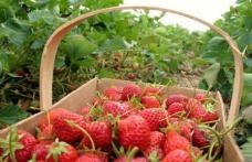 AJOFM Botoșani: 750 locuri de muncă – recoltare căpșuni - în Spania