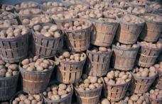 Românii nu mai vor să cultive cartofi. Îi omoară importurile şi evaziunea fiscală