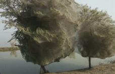 Copaci acoperiţi în întregime cu pânză de păianjen într-o regiune din Pakistan 
