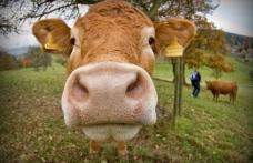 Chinezii au creat vaci modificate genetic