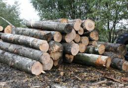 Sancțiuni aplicate pentru material lemnos fără documente legale de proveniență