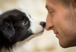 Câinii detectează cancerul cu o acuratete fantastică