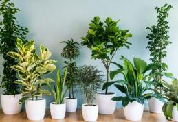 Plante care purifică aerul din locuință