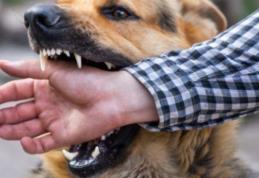 Bărbat atacat de un câine pe o stradă din Botoșani. Proprietarul câinelui agresiv a mai fost atenționat de jandarmi