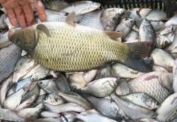 Cercetat pentru transport ilegal de pește la Cordăreni 