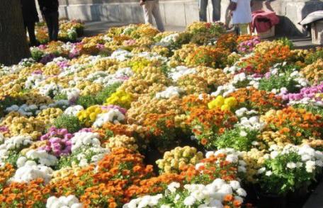 Sancţiuni în valoare totală de 30.000 lei aplicate comercianților de flori din Botoșani