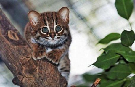 APM Botoşani: Evaluarea anuală a speciei de pisică sălbatică