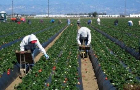 900 locuri de muncă în domeniul agricol - recoltare fructe - în Spania prin intermediul Reţelei EURES ROMÂNIA