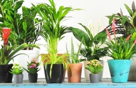 Plante care îți fură oxigenul din dormitor