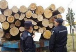 Competențe noi pentru jandarmi: Infracțiuni silvice și controlul circulației materialelor lemnoase