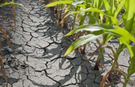 Producătorii agricoli cer sprijinul Ministerului Agriculturii pentru compensarea pierderilor cauzate de secetă
