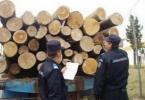 material lemnos recuperat de jandarmi