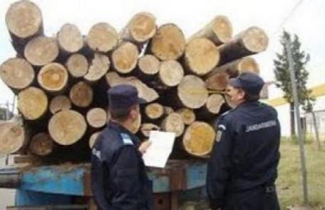 Peste 850 mc de material lemnos recuperat de jandarmi în urma acțiunilor desfășurate în cursul lunii august