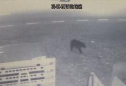 Ursul care a îngrozit oraşul Suceava, surprins din nou de camerele de supraveghere - VIDEO