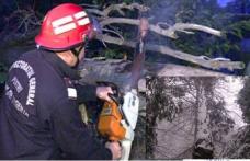 Intervenție dificilă a pompierilor dorohoieni: Arbori rupți sub greutatea zăpezii pe strada Spiru Haret, pe raza comunei Cristineşti și DN 29A