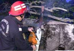 Intervenție dificilă a pompierilor dorohoieni: Arbori rupți sub greutatea zăpezii pe strada Spiru Haret, pe raza comunei Cristineşti și DN 29A