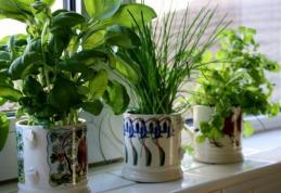 Plante care nu se țin în casă