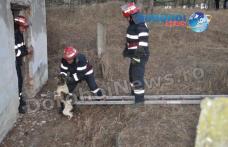 Eroi şi pentru necuvântătoare: Câine salvat dintr-un canal de pompierii dorohoieni - FOTO