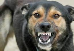 Intervenţii ale jandarmilor la apeluri 112 privind câinii agresivi
