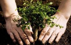 Primăria Dorohoi vă invită la tradiționala campanie de plantare de pomi sub sloganul „Te iubesc Dorohoi” 