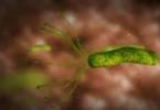 Leguma care omoară bacteria helicobacte