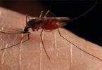 Ce boli pot transmite țânțarii