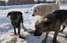 Primim la redacție – Probleme create de câinii comunitari într-o zonă centrală din Dorohoi 