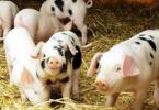 Programul Carne de porc din fermele româneşti