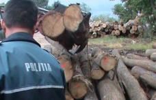 Material lemnos fără documente legale, confiscat de poliţişti