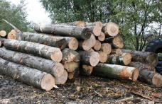 Sancțiuni aplicate pentru material lemnos fără documente legale de proveniență
