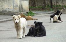 Primim la redacție – Câinii o problemă și pe Aleea Amurgului din Dorohoi