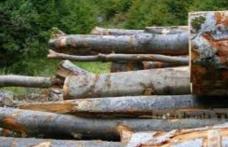 Material lemnos confiscat în urma unui control de rutină