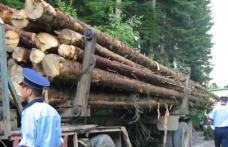 Amendă uriaşă încasată de un tânăr care transporta ilegal lemne