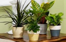 Plante care pot purifica aerul din casă