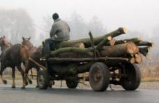 Două căruțe cu lemne confiscate de polițiști. Căruțașii sancționați aspru!