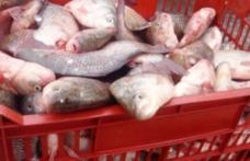 Peste 250 de kg de peşte, confiscat de poliţişti 