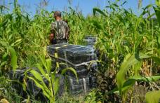 20.000 de pachete cu ţigări de contrabandă confiscate de poliţiştii de frontieră într-un lan de porumb
