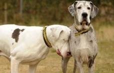 Caz incredibil: Un câine îşi însoţeşte pretutindeni prietenul orb