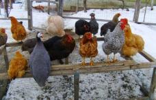 Alertă de gripă aviară în județul Botoșani. Ce obligaţii au deţinătorii de păsări