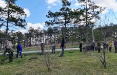 Primăria Dorohoi anunță o nouă acțiune de plantare a arborilor