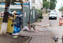 Primim la redacție – Mutarea unor containere de gunoi creează neplăceri pe o stradă din Dorohoi - FOTO