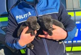 Tânăr amendat cu 5.000 de lei după ce a abandonat doi pui de câine la o ghenă din Botoșani