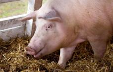 ANSVSA: Sacrificarea și comercializarea porcilor din gospodării nu va fi interzisă