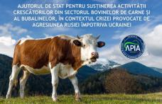 APIA primește cereri de ajutor din partea statului pentru susținerea activității crescătorilor din sectorul bovinelor de carne și al bub