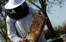 Guvernul României a aprobat acordarea unui ajutor de stat pentru apicultori