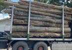 lemn confiscat_d