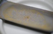 O  bacterie care produce aur pur a fost descoperită de cercetători