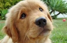 Proprietarii de câini din Bucureşti, obligați să-şi sterilizeze animalul sau să plătească o taxă