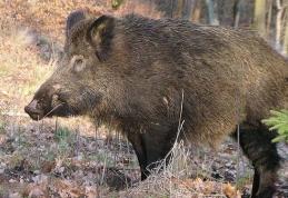 Accident produs în pădurea Gorovei din cauza unui porc mistreț